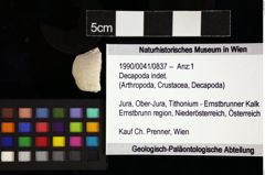 Foto (Objket + Etiketten) von Decapoda indet. 